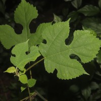 Broussonetia papyrifera (L.) L'Hér. ex Vent.